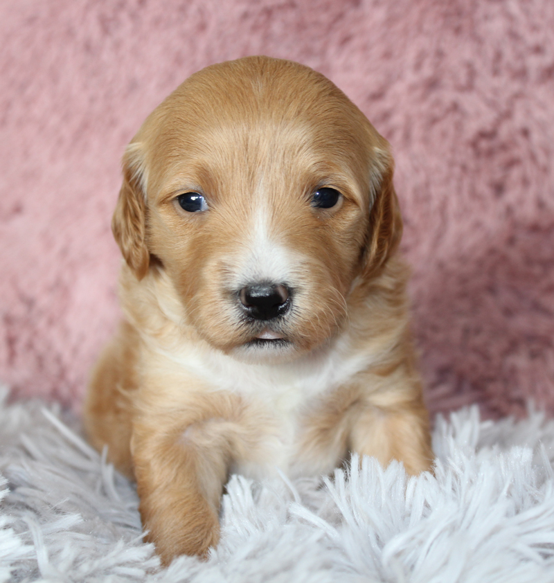 Stunning Blue Diamond Mini Goldendoodle adopted in Allen